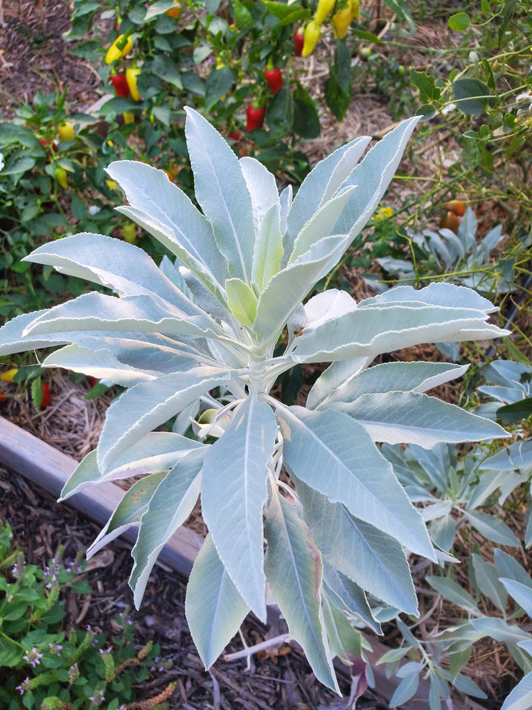 White Sage is Easy to Grow, and is Delicious!