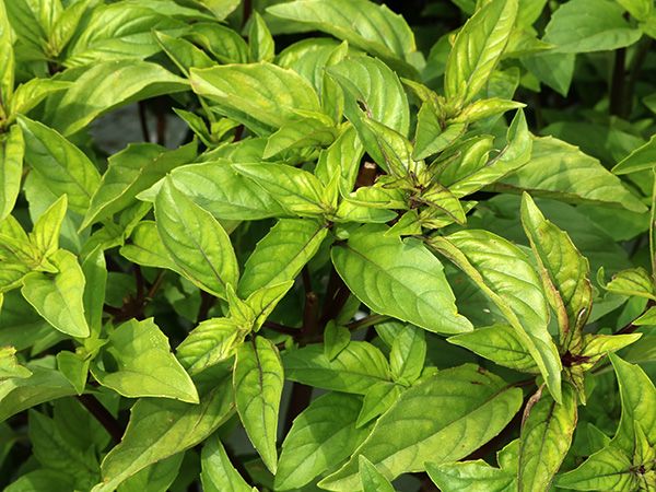 Do You Have Your Basil Seeds?