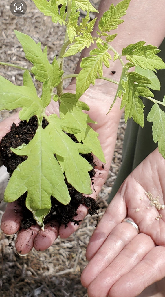 Why do I garden, you ask!