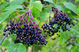 Get Through Winter By Making Your Own Elderberry Syrup!